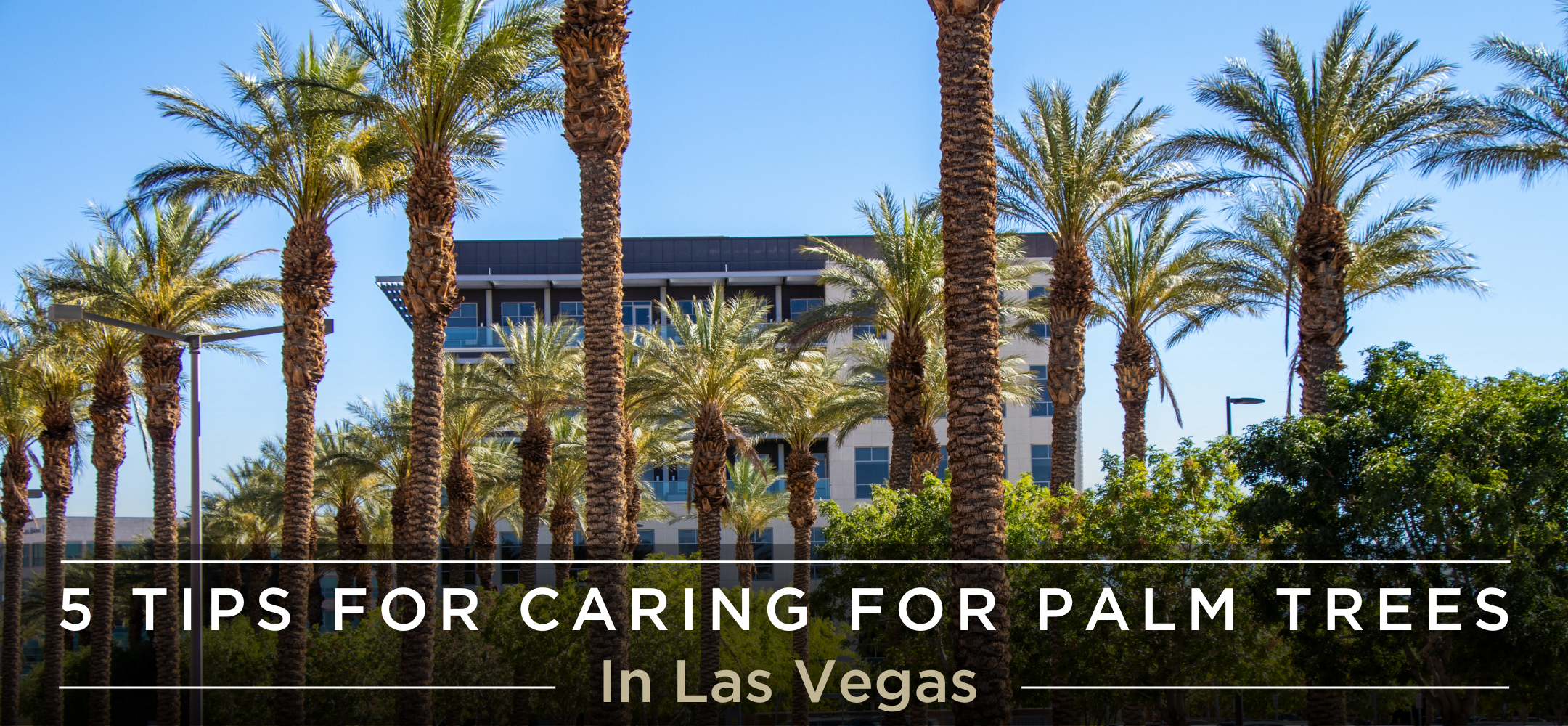 5 Tips for Caring for Palm Trees in Las Vegas